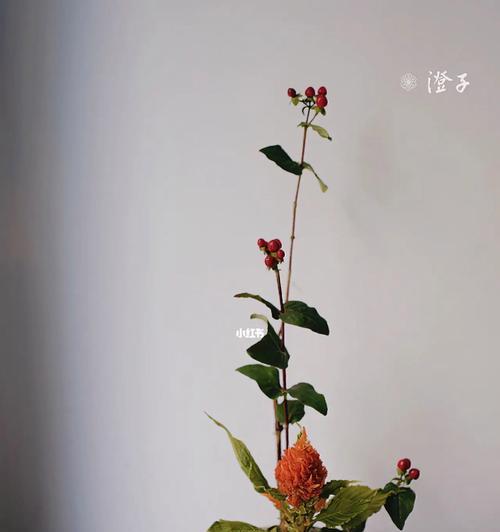 如何浇水才能让火炬花开得更美？（火炬花多久浇一次水？解答你的疑惑！）