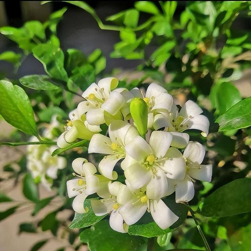 家庭种植九里香的好处（让你的生活更加美好，从九里香开始）