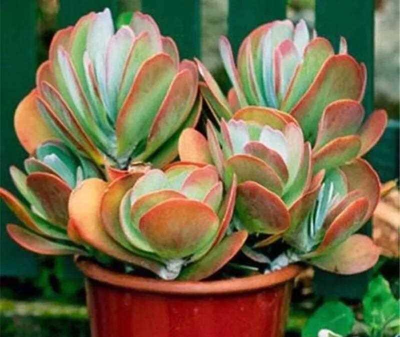 白菜的生长习性及分类特征（探讨白菜是否为草本植物）