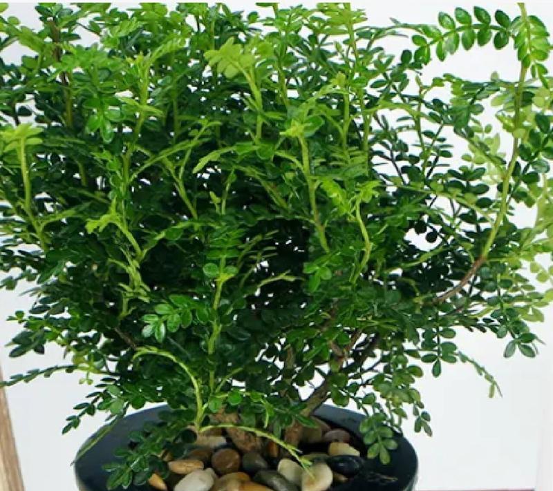 如何正确给清香木浇水？（掌握正确的浇水方法，让清香木茁壮成长）