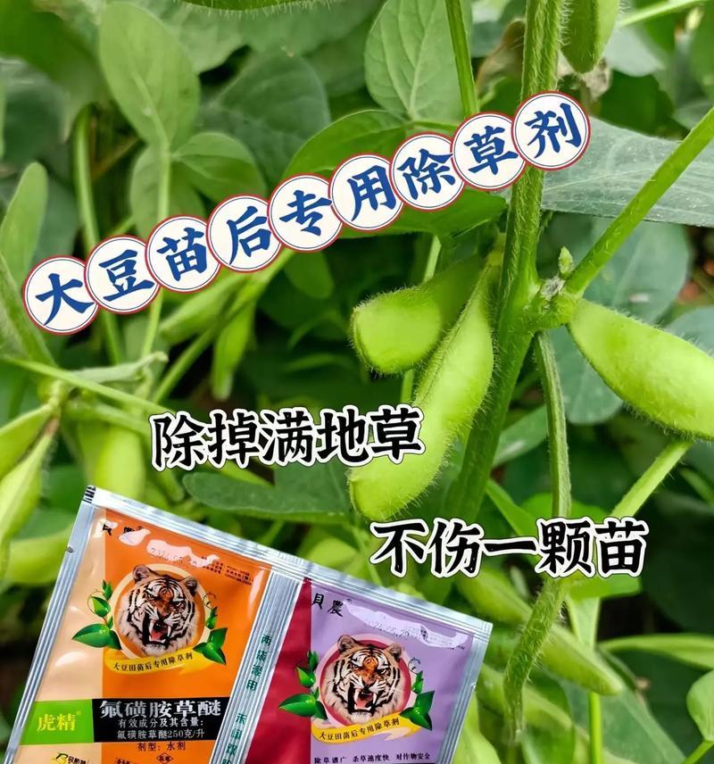 大豆生长周期及关键因素（探究大豆的种植、生长和收获）