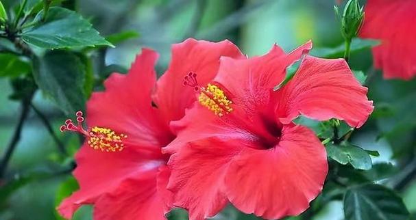 扶桑花的水分管理（春夏秋冬应怎样浇水？）