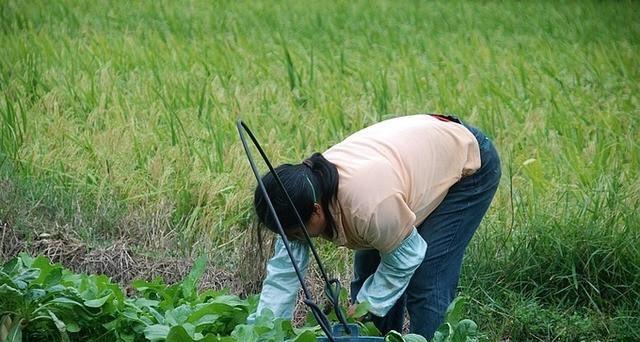 复合肥化成水能否安全浇菜？（探究复合肥溶解后对蔬菜生长的影响）