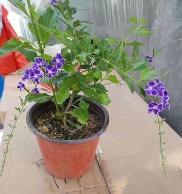 蕾丝金露花的种植与养护（掌握生长技巧，让蕾丝金露花花开满枝）
