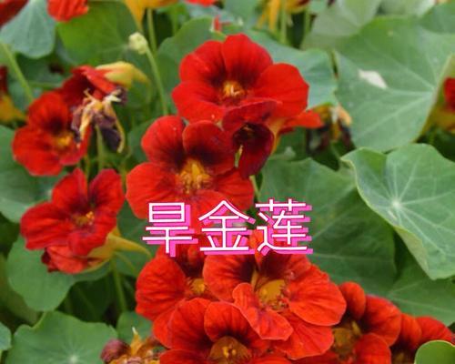 旱金莲的开花时节与频率（探秘旱金莲的开花时间及生长特点）