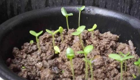 如何正确摘菊花的心？（时间、方法、步骤图解一网打尽）