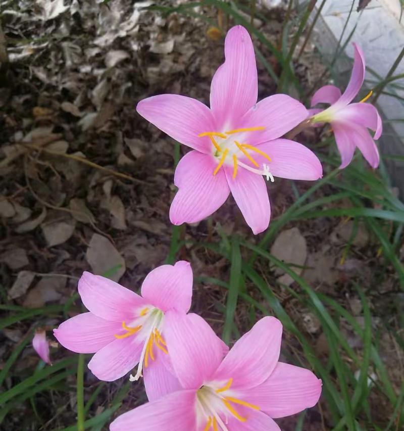 韭菜莲冬天开花吗？——解密韭菜莲的花期