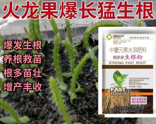 火龙果扦插多少年能结果（种植技巧和注意事项，掌握好这几点才能丰收）