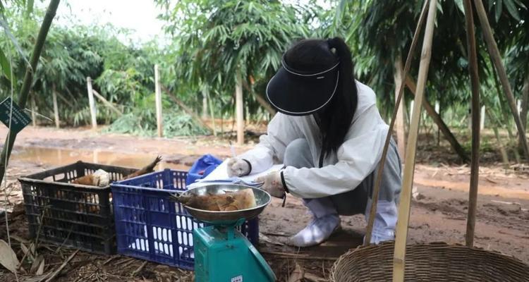 高效浇水，让植物茁壮成长（掌握正确的浇水时间和方法，打造健康绿色空间）
