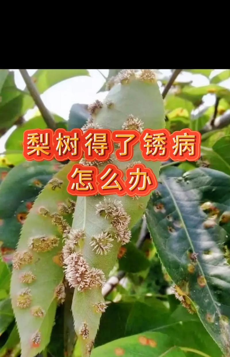 梨树种植时间和方法（掌握正确时间和方法，打造高产梨园）