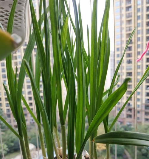 大蒜盆栽种植的技巧（了解种植方法，让大蒜在盆中生长茁壮）