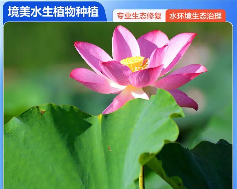 莲花的最佳播种时间（掌握莲花生长规律，选择最合适的种植时机）