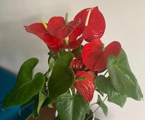 红掌开花后的养护方法（让您的红掌更美丽）