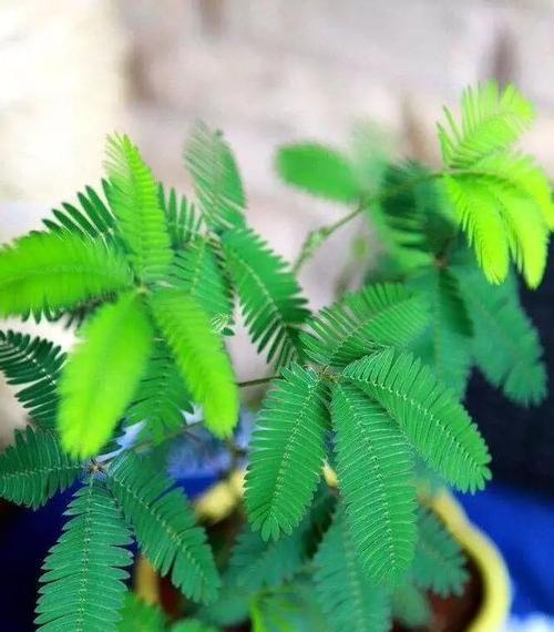 揭秘含羞草的生命周期（多年生植物的成长历程与特征）