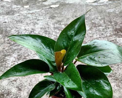 红钻花的养护方法和毒性分析（室内种植红钻花需要注意什么？）