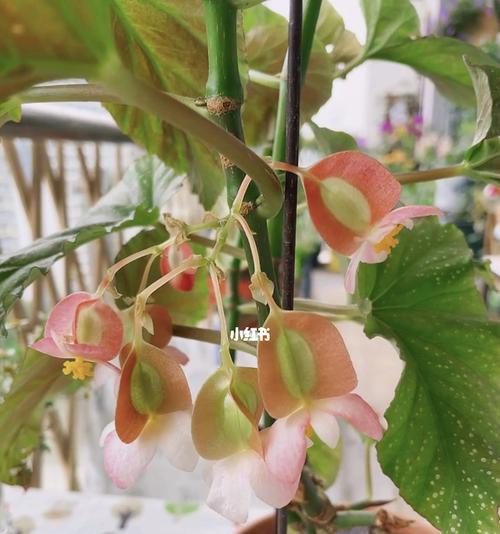 海棠花的水养技巧（了解海棠花的需求，轻松水养你的花园）