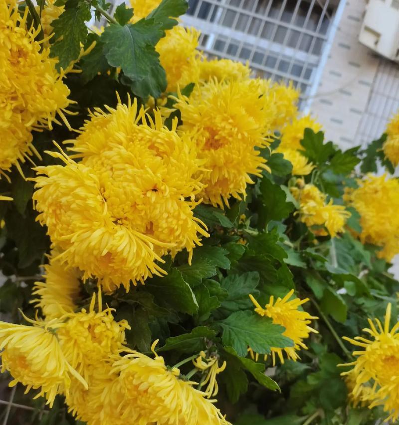 皇菊的开花特点（一年开几次花、花期长短、开花数量等特点详解）