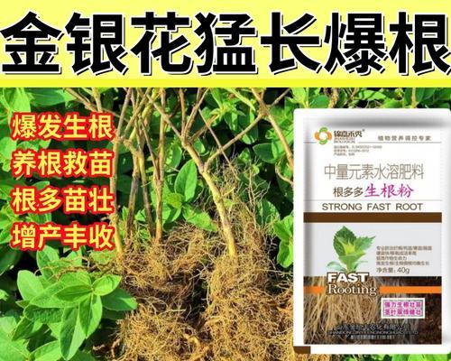 合适移栽时间及关键提示（合适移栽时间及关键提示）