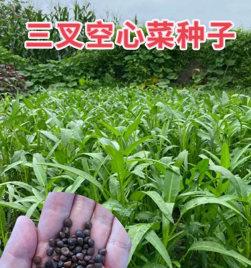 空心菜种子的来源和繁殖方式（探索空心菜种子的成长过程和采摘方法）
