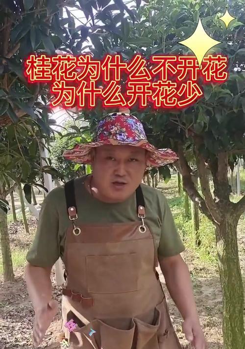 如何养护桂花（关注这些要点，打造美丽的桂花园）