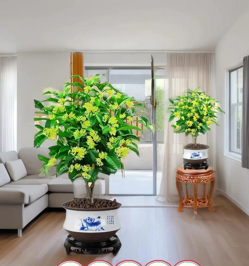 如何在室内种植桂花（桂花养殖技巧及注意事项）