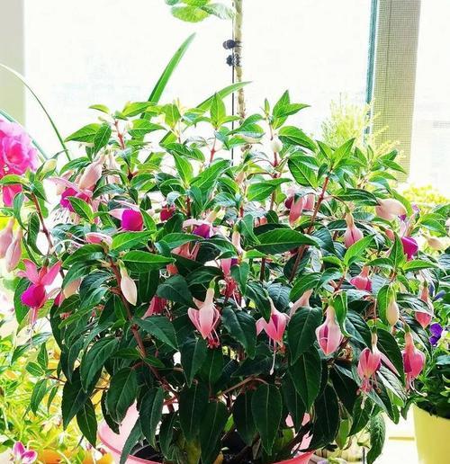 灯笼花有毒吗？可否室内养护？（毒性与注意事项）