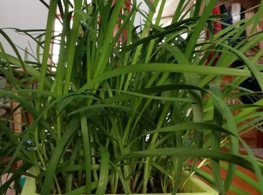 探究韭菜喜不喜欢阳光的原因（阳光是韭菜成长的关键因素，但并不是全部，适度是关键）