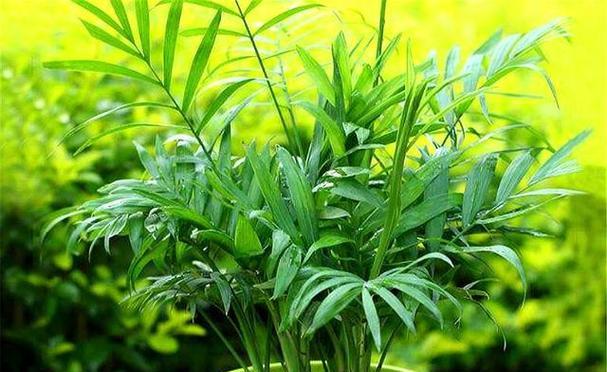 怎样浇水才能让袖珍椰子茁壮成长？
