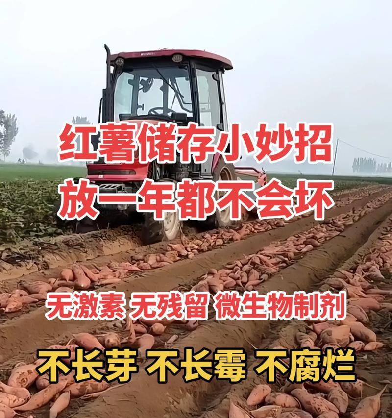 红薯的保存期限（如何让红薯更加持久Keyword）