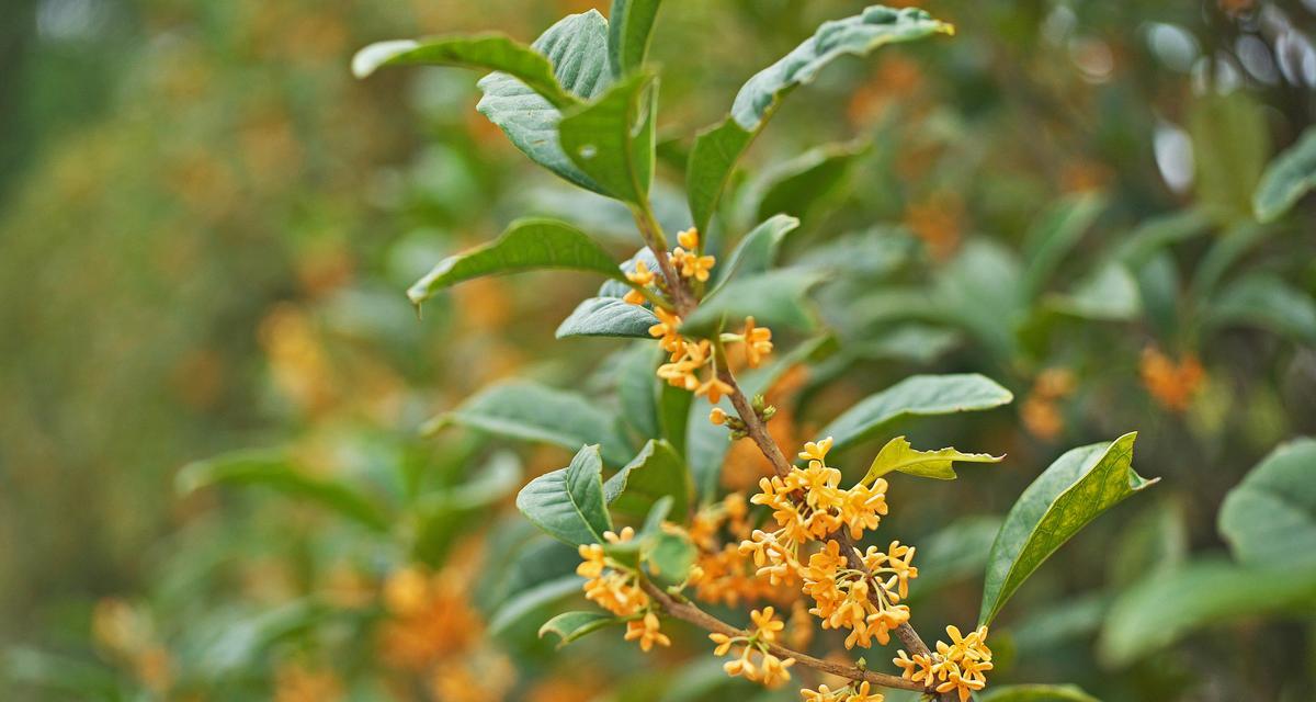 春风吹，桂花香——桂花开放的时节和特点（探究桂花春季开花的原因、花期、花色和花香等特点）