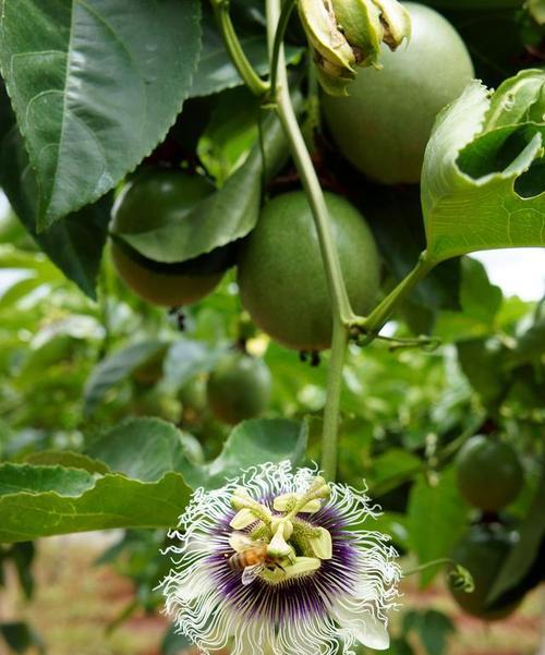 百香果开花结果的生长周期（百香果种植全攻略，开花结果时间表详解）