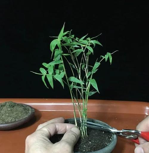 凤尾竹的剪枝时机和方法（科学合理的剪枝技巧，让凤尾竹生长更美丽）