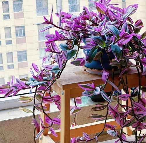 东北适合种植哪些花？（探寻东北花卉文化，寻找适宜的花卉品种）