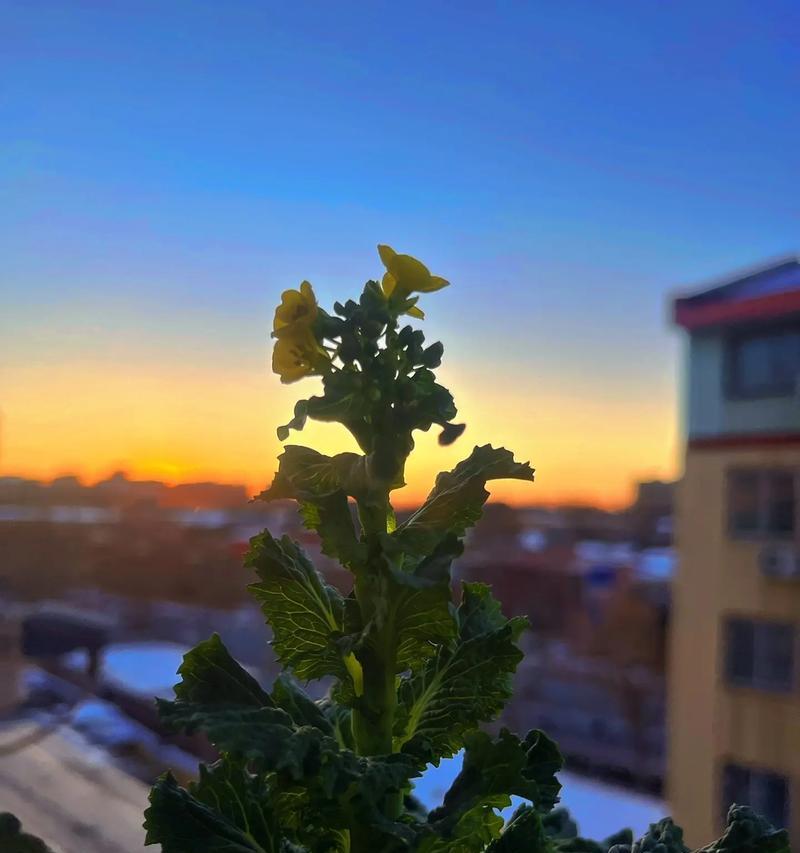 白菜开花了还能吃吗？（如何判断白菜是否过期？）