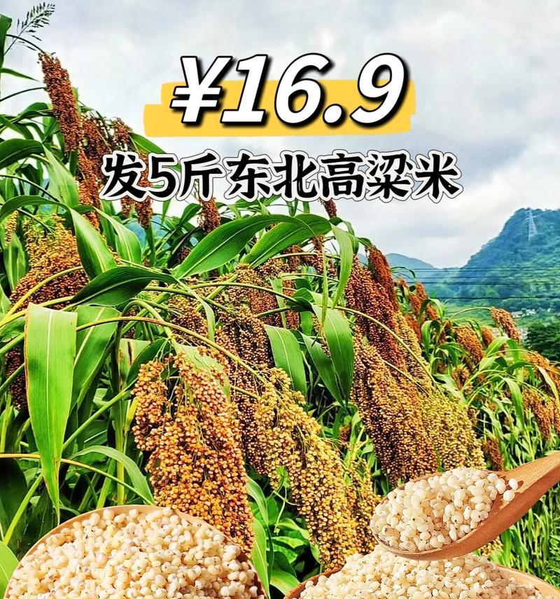 高粱的营养与保健作用（探索高粱的营养价值和医学效应）