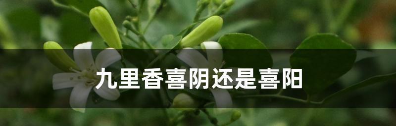 火鹤喜阴还是喜阳？——探究火鹤的生长环境（火鹤生态习性、生长特点、适宜生长条件的详细介绍）
