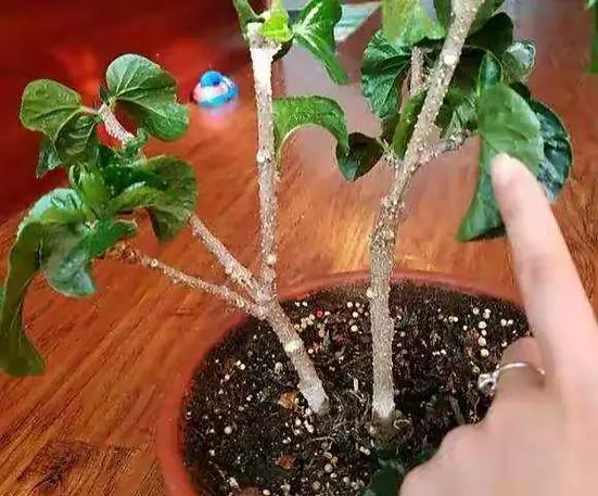 如何在家中养护扶桑花（简易的护理技巧和注意事项，让你的扶桑花绽放出更美丽的花朵）