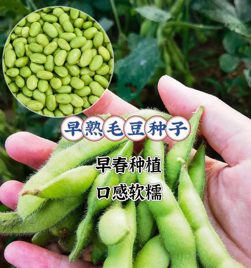 毛豆种植月份选择与注意事项