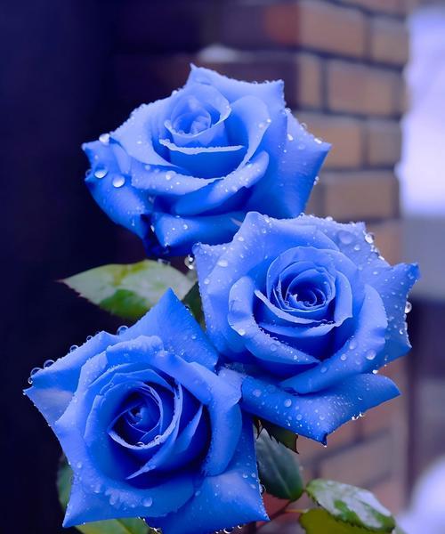 探究蓝色妖姬的花语和象征意义（寓意深刻的美丽之花——蓝色妖姬）