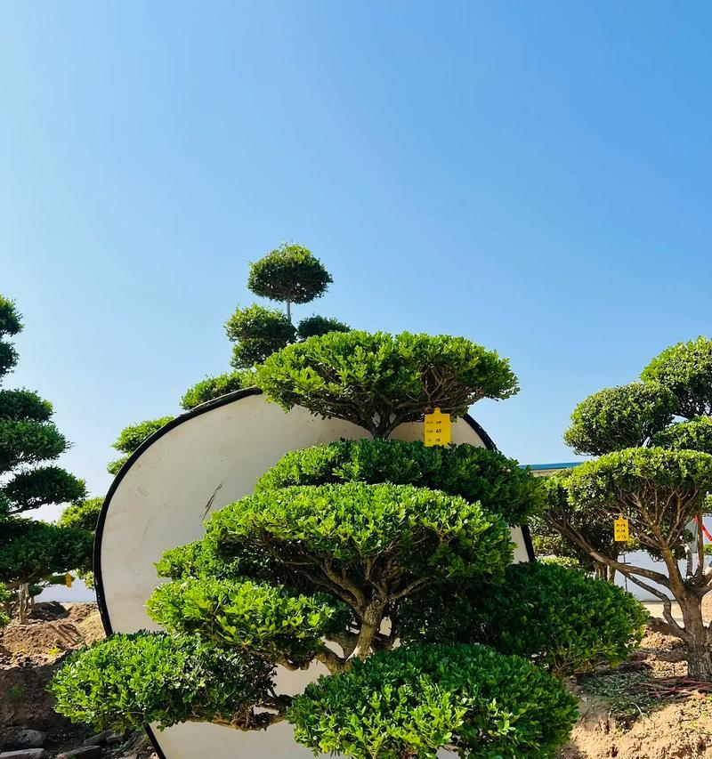 探秘黄杨，神奇的古老植物（历史渊源与生长环境）