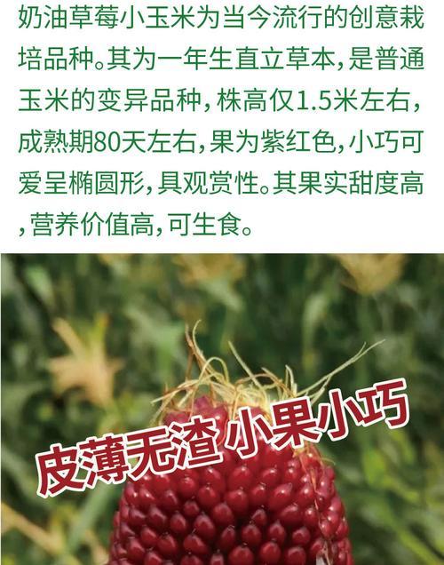 菠萝的生长周期与特点（多年生水果植物的生长过程及影响因素）