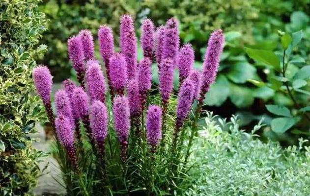 花不是草本植物（探究花的植物分类及特征）