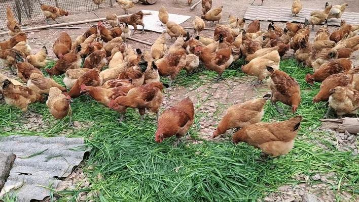 黑麦草种植指南（适合何种场所种植？种植注意事项和效果？）
