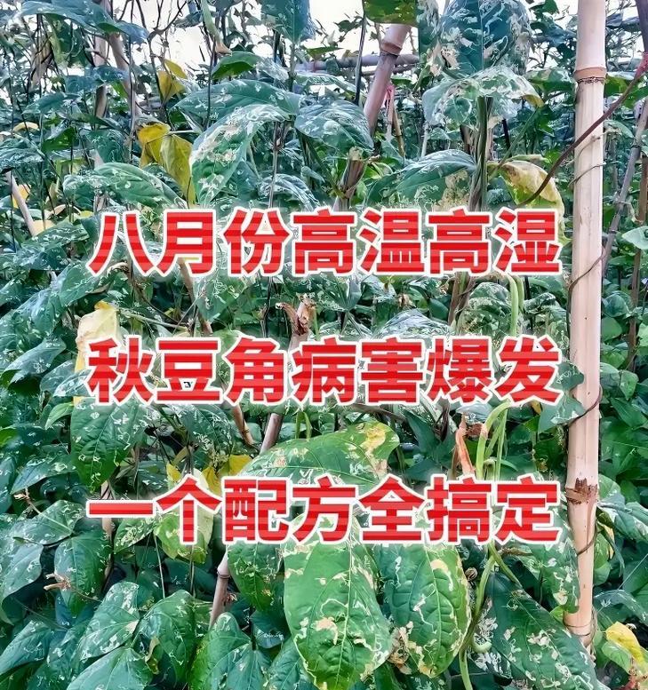 豆角的种植与养护（掌握种植时间和方法，轻松种出美味豆角）