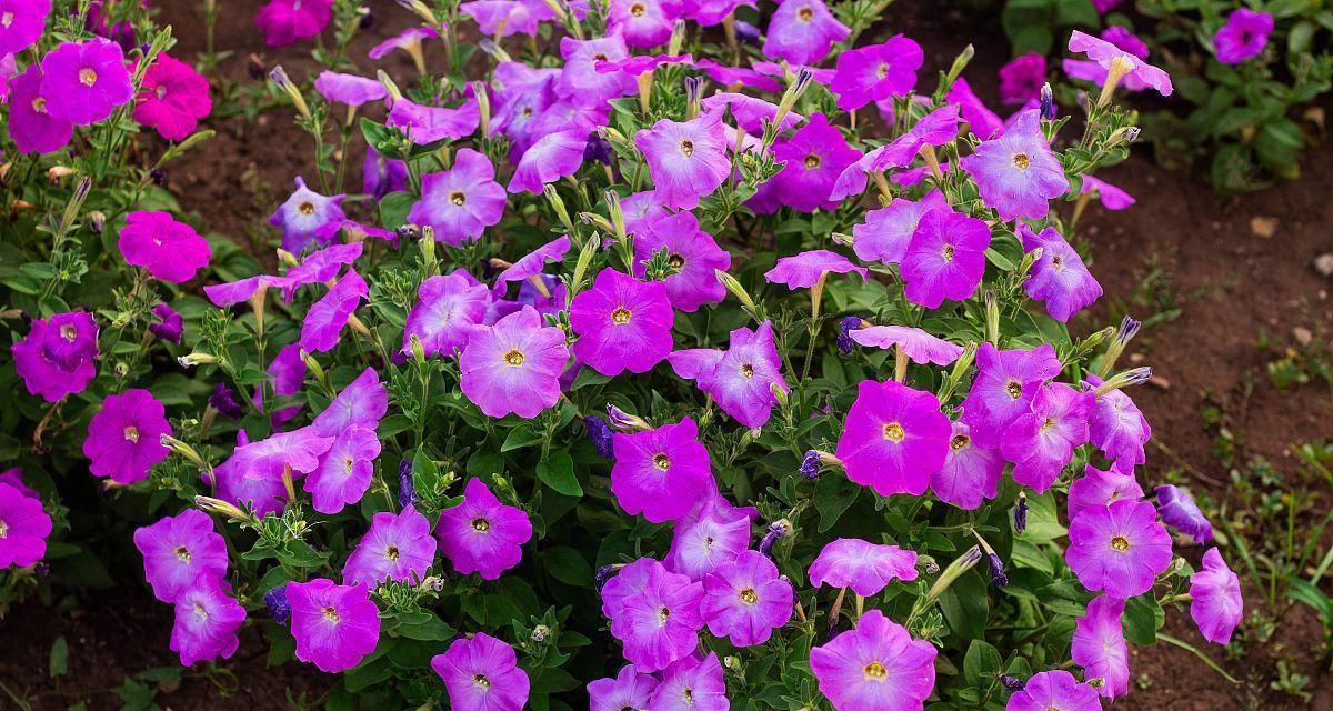 矮牵牛的花期及开花次数（一年开几次花？什么时候才能看到鲜艳的花朵？）