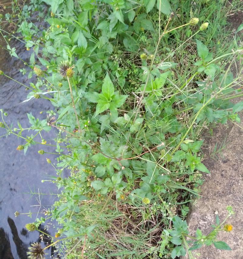 鬼针草的生长环境（探寻鬼针草生长的奥秘）