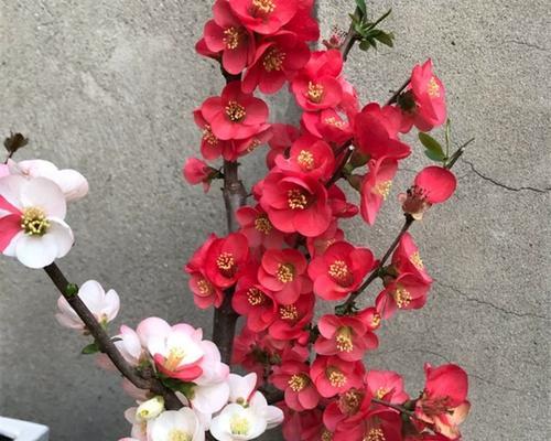 家门口的海棠花（种植技巧、养护方法、美丽效果）