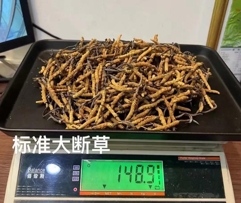 如何挑选优质的冬虫夏草（如何辨别真假冬虫夏草，保证营养和品质）