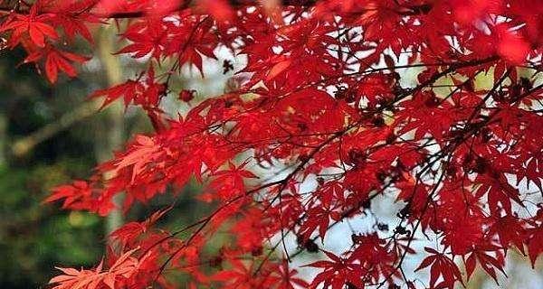 家里种红枫吉利吗？——探究红枫种在家里的风水作用