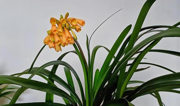 君子兰品种大全（探秘百变君子兰，了解各类品种特点）